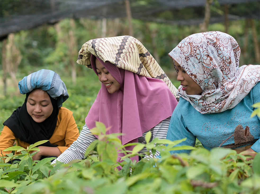 Women Working In A Field