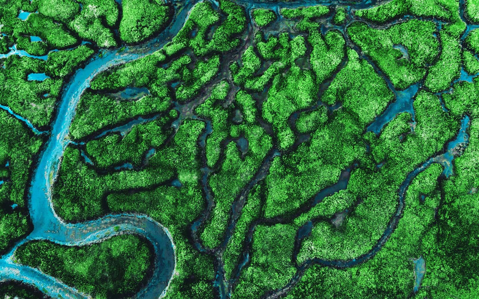 Waterways Through A Forest